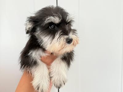 Beautiful IKC Registered miniature Schnauzer puppies in Greystones