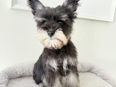 Beautiful IKC Registered miniature Schnauzer puppies in Greystones