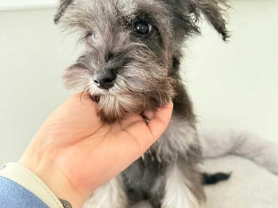 Beautiful IKC Registered miniature Schnauzer puppies in Greystones