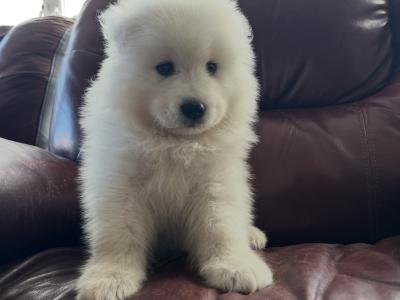 4 beautiful Samoyed puppies in Galway