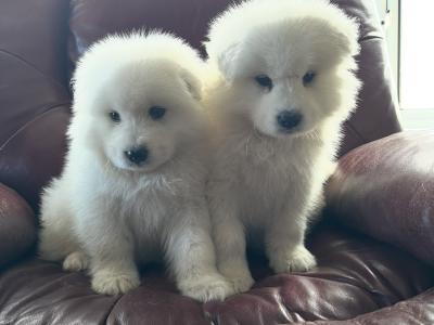 4 beautiful Samoyed puppies in Galway