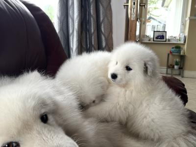 4 beautiful Samoyed puppies in Galway