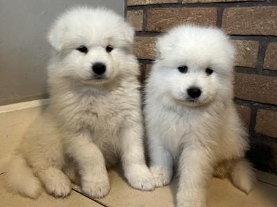 4 beautiful Samoyed puppies in Galway