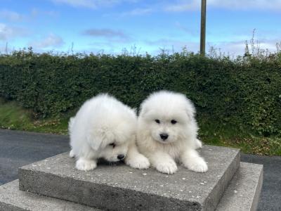 4 beautiful Samoyed puppies in Galway