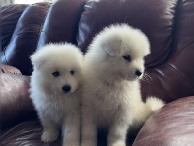4 beautiful Samoyed puppies in Galway