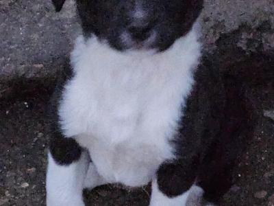 Sheepdog puppies for sale in Waterford