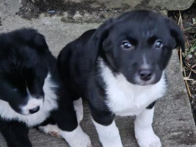 Sheepdog puppies for sale in Waterford