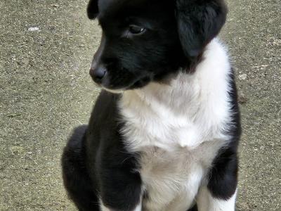 Sheepdog puppies for sale in Waterford
