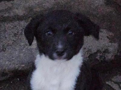 Sheepdog puppies for sale in Waterford