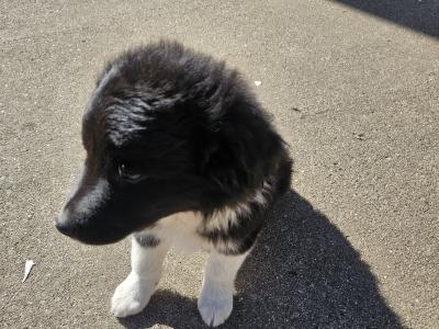 Sheepdog puppies for sale in Waterford