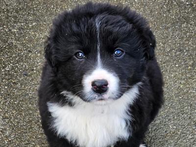 Sheepdog puppies for sale in Waterford