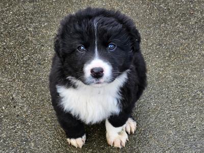 Sheepdog puppies for sale in Waterford