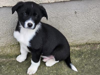 Sheepdog puppies for sale in Waterford