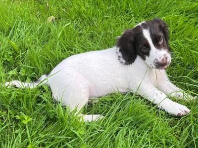 Purebred English Springer Spaniel puppies in Mayo