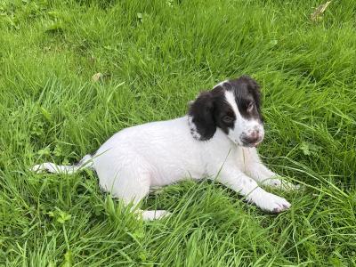Purebred English Springer Spaniel puppies in Mayo