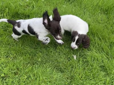 Purebred English Springer Spaniel puppies in Mayo