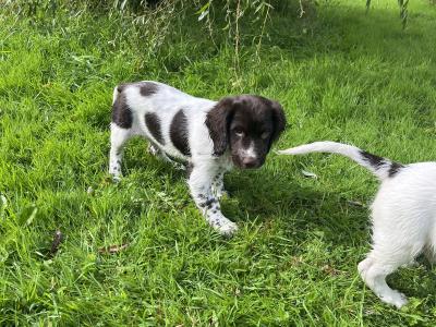 Purebred English Springer Spaniel puppies in Mayo
