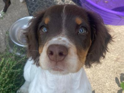 Mimi is a 5 month old Tri Coloured Springer Spaniel puppy in Carlow