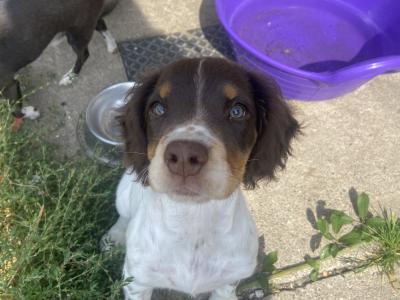 5 month old Tri Coloured Springer Spaniel