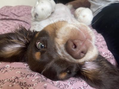 5 month old Tri Coloured Springer Spaniel