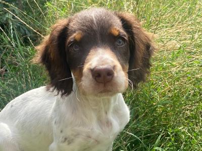 Mimi is a 5 month old Tri Coloured Springer Spaniel puppy in Carlow