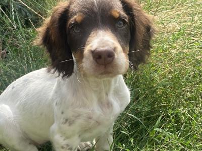 5 month old Tri Coloured Springer Spaniel