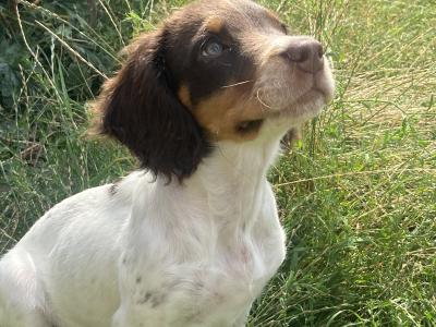 5 month old Tri Coloured Springer Spaniel