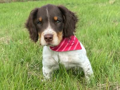 Mimi is a 5 month old Tri Coloured Springer Spaniel puppy in Carlow