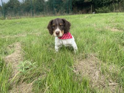 5 month old Tri Coloured Springer Spaniel