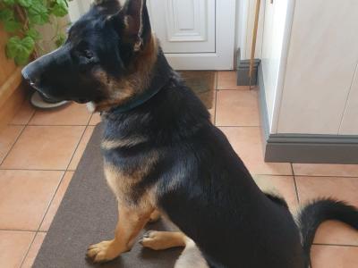 German Shepherd puppies for sale in Cavan