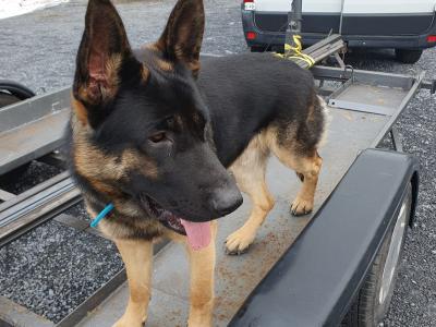 German Shepherd puppies for sale in Cavan