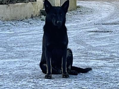 German Shepherd puppies for sale in Cavan