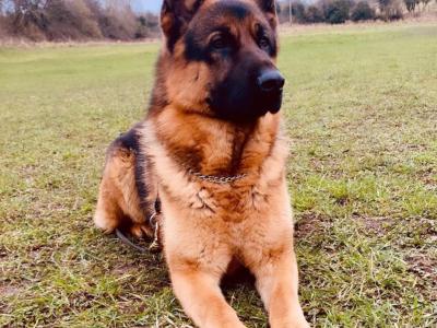 German Shepherd puppies for sale in Cavan