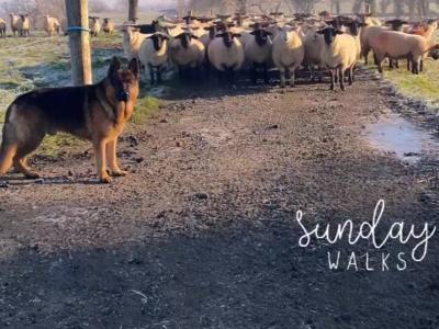 German Shepherd puppies for sale in Cavan