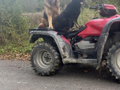 German Shepherd puppies for sale in Cavan