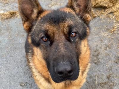 German Shepherd puppies for sale in Cavan