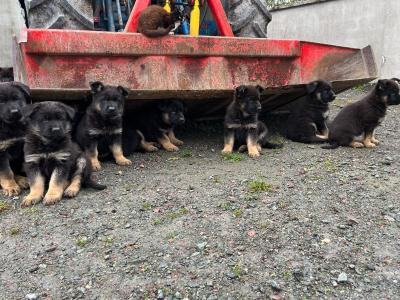 German Shepherd puppies for sale in Cavan