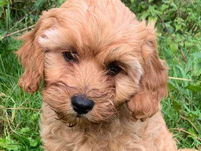Cavapoos Puppies