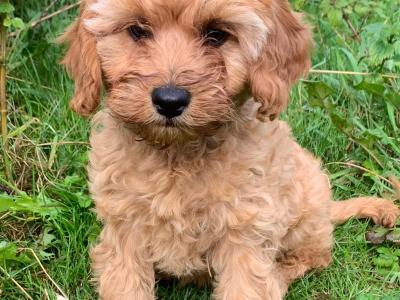 Cavapoos Puppies
