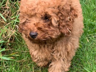 Cavapoos Puppies