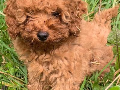 Cavapoos Puppies
