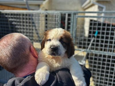 St Bernard puppies for sale in Louth