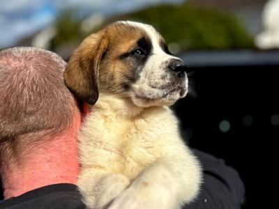 St Bernard puppies for sale in Louth