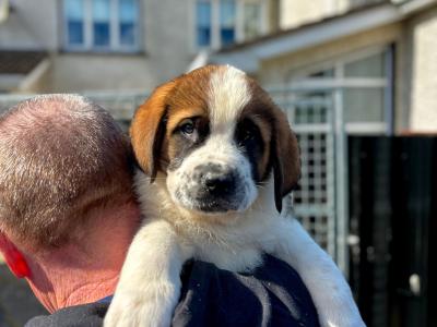 St Bernard puppies for sale in Louth