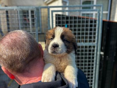 St Bernard puppies for sale in Louth