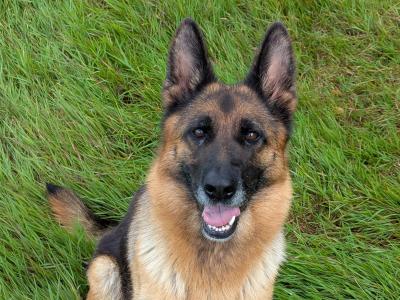 German Shepherd puppies for sale in Cork