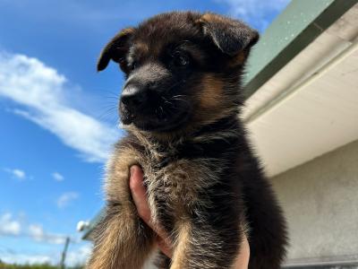 German Shepherd puppies for sale in Cork