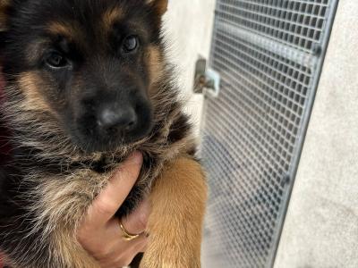 German Shepherd puppies for sale in Cork