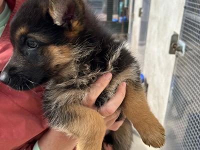 German Shepherd puppies for sale in Cork