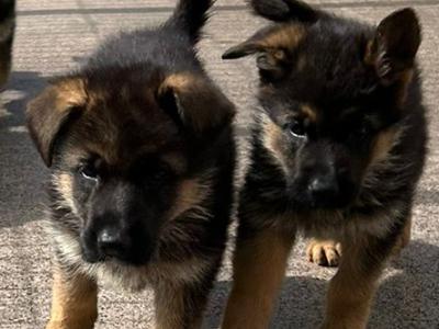 German Shepherd puppies for sale in Cork